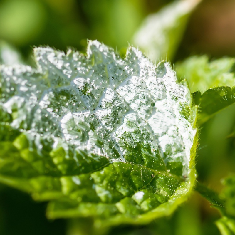 Powdery Mildew Powdery Mildew